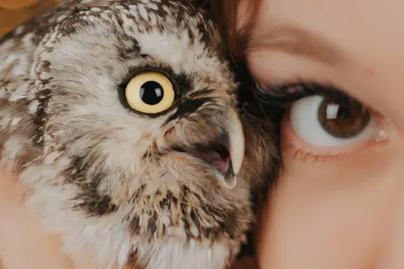 Casino Lucky Tiger Tugi